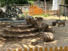 -合肥野生动物园