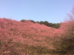 -新建村梅花