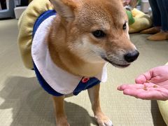 -逗柴咖啡屋·狗咖猫咖宠物桌游