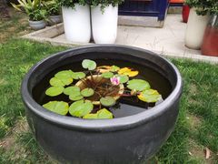 -大队长大灶鹅