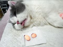 -伟伟宠物医院·瑞派猫友好医院·猫科(光谷店)