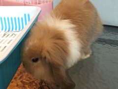 -藦茜花园宠物主题亲子互动体验馆(国顺东路店)