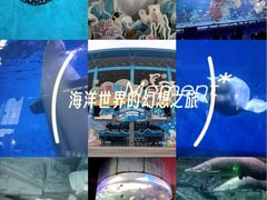 -泉城欧乐堡海洋极地世界