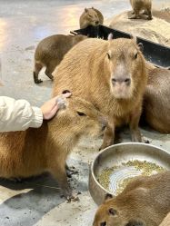 -Zoolung Zoolung动物主题公园(海信广场店)