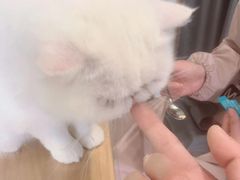 -MOYOYO猫咪咖啡店