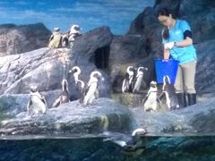 -暹罗海洋世界