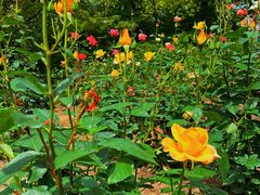 -上海共青森林公园