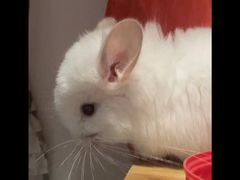 -龙猫仔乐园(惠福东路店)