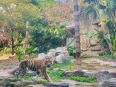 -深圳野生动物园