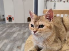 -楼上猫咖(罗湖店)