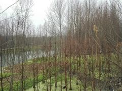 -桤木河湿地公园