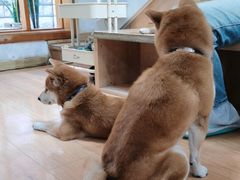 -是阿柴呀！柴犬咖啡·爱喵喵猫咖