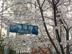 -高东镇樱花园