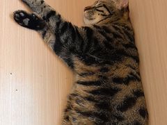 -喵园·猫主题咖啡厅·撸猫·猫咖(国贸店)