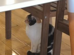 -Cappucimeow猫咪咖啡馆(韦伯时代店)