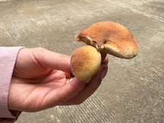 -长虫山生态公园风景林