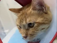 -美联众合爱康动物医院•复杂内科•肿瘤科•牙科•腔镜诊疗中心