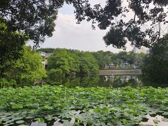 -荔湾湖公园