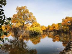 -金塔沙漠胡杨林景区