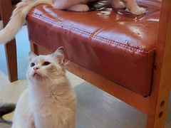 -藏猫猫咖啡主题馆(中央大道店)