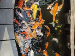-上海大自然野生昆虫馆(东方明珠·爬宠昆虫探索中心)