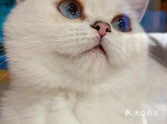 上海探店｜毕业了，就来当一个合格铲屎官⑧