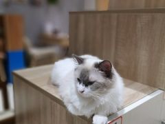 -藏猫猫咖啡主题馆(中央大道店)