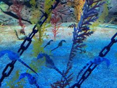 -上海海洋水族馆