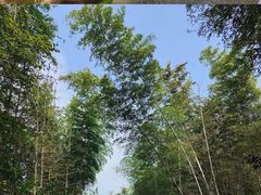 -长沙黑麋峰国家森林公园