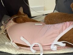 -美联众合动物医院·24h京西诊疗中心
