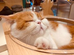 -飞行喵MR PILOT|猫舍·猫咖(静安大融城店)