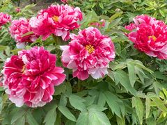 -莲花池公园