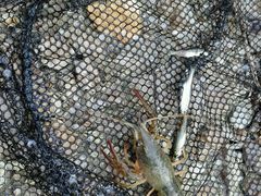 -同銮特种养殖场·龙虾垂钓