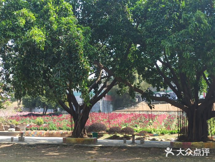 松山湖南湖湾露营营地图片