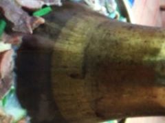 -老字号·阿里巴巴特色牦牛肉汤锅