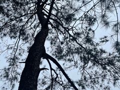 -缙云山景区