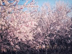 -大兴滨河森林公园