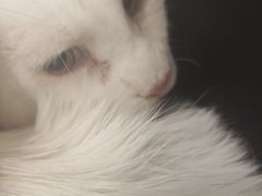 -艾吉宠物医院·疑难杂症转诊中心·猫友好(碧江路院)