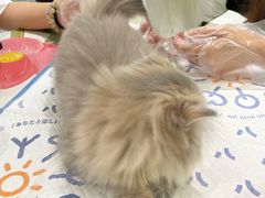 -momokira米努特·德文卷毛猫·棉花面纱犬