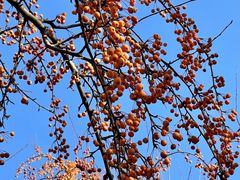 -海棠花溪(元大都城垣遗址公园)