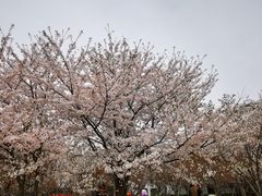 -高东镇樱花园