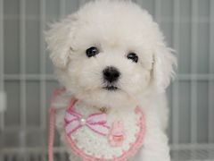 -翊宠yipet猫狗购宠庄园犬舍•猫舍