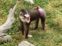 -西安秦岭野生动物园