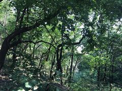 -北京上方山国家森林公园