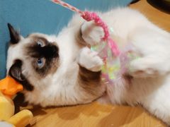 -滚猫咖啡·猫咖·猫友好撸猫(未来城店)