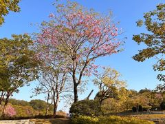 -深圳人才公园