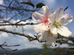 -天适樱花悠乐园