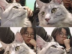-猫在这儿猫咪咖啡馆·撸猫馆