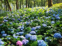 -铁山坪森林公园