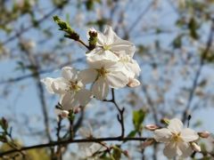 -武汉大学-樱园